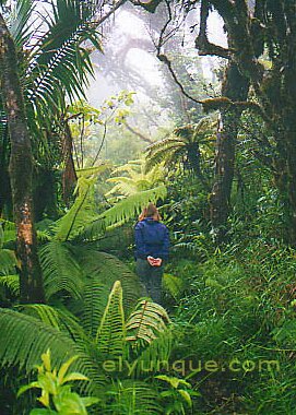 photo of the rain forest in puert rico