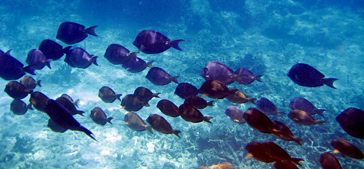 school of blue tang fish on a cribbean reef