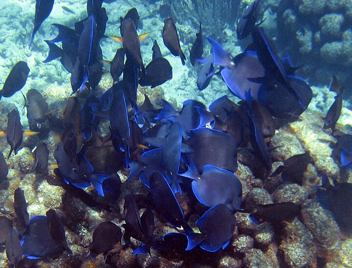 blue tang feeding on coral around Fajardo Puerto Rico offshore