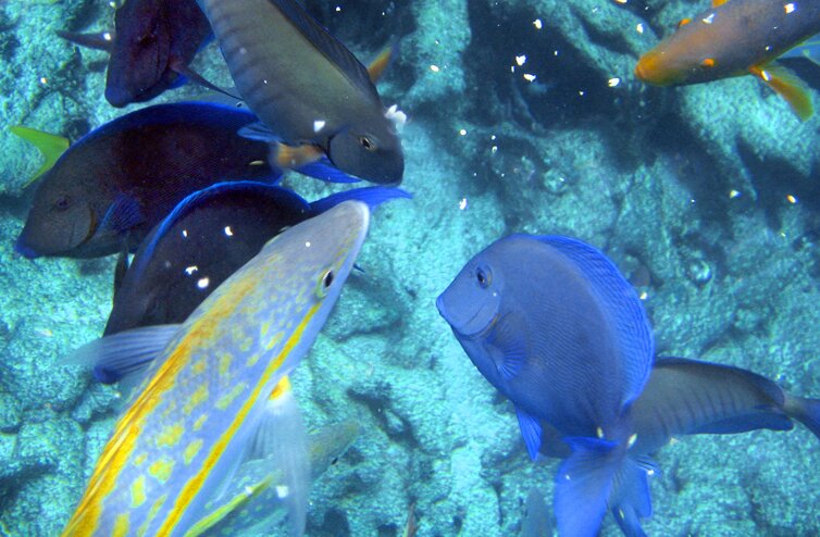 Caribbean reef fish eating oats
