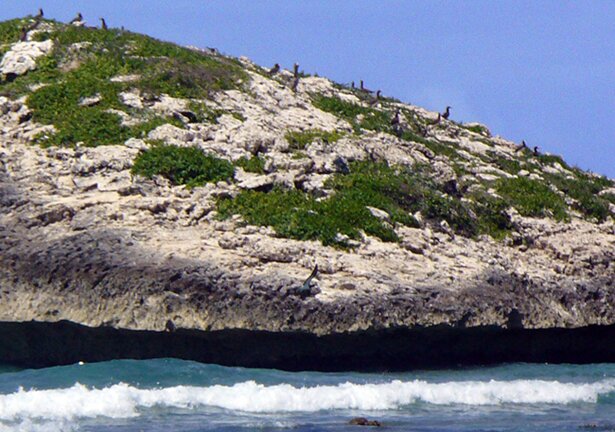 waterbirds nesting site on the rocks around icacos puerto rico