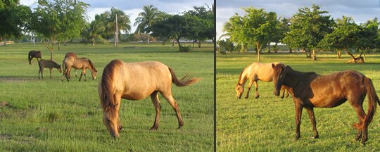 The herd of horses at Sombe Beach in Vieques