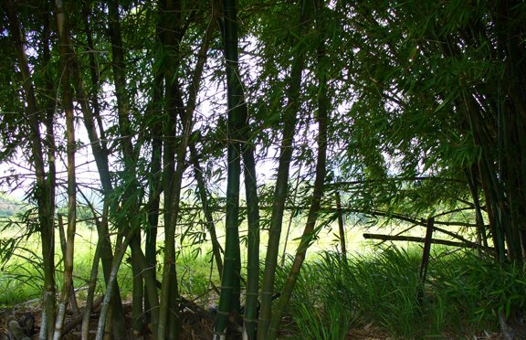 picture bamboo puerto rico