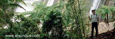 Hiking in the Puerto Rican rain forest with Robin Phillips