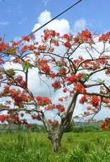 June 2007 flamboyan tree