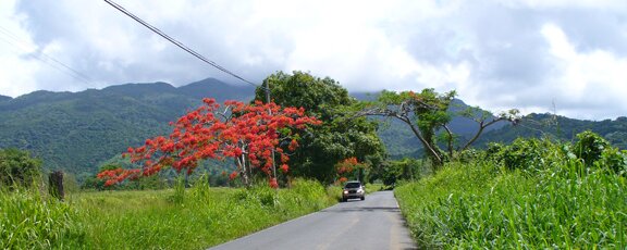 flamboyant tree east end puerto rico 