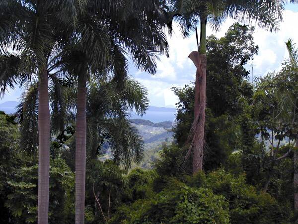 5 acre lots for sale foothills of el yunque rainforest