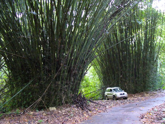 bamboo stands in the Rio Abajo Forest Reserve Puerto Rico karst area