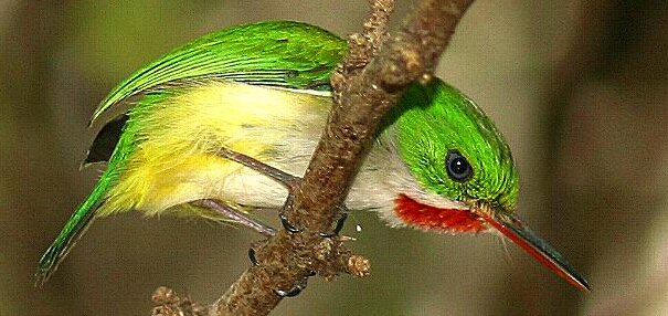 Puerto Rico bird tody or San Pedrito