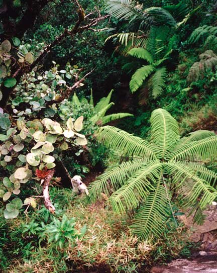 Giant tree ferns in the dwarf forest atop the rain forest