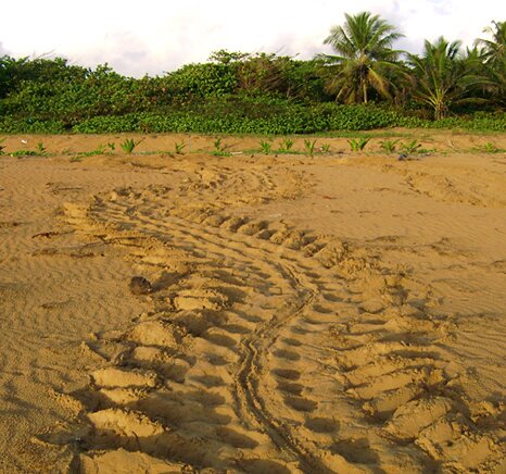 Leathrback turtle path from the sea to her nest
