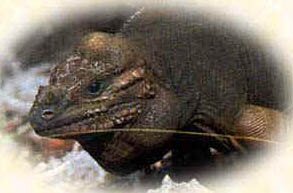 Mona Island Iguana Cyclura stejnegeri photo by Tom Weiwandt