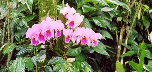 Finca del Seto coffee farm located in Jayuya Puerto Rico