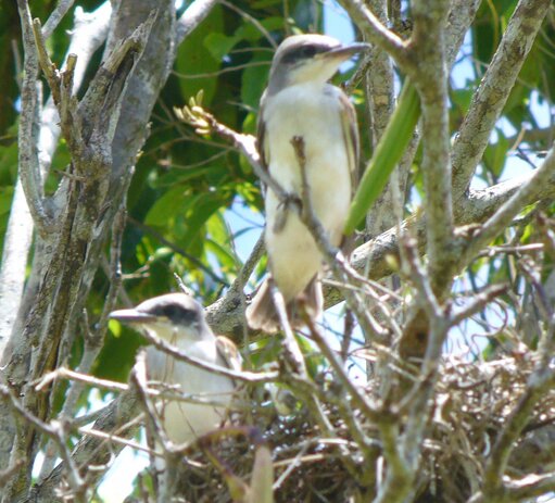 Puerto Rican flycatchers endemic Pitirre