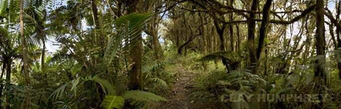Path through the cloud forest to La Roca in El Yunque