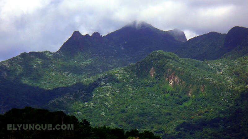 The El Yunque rainforest peaks in Puerto Rico