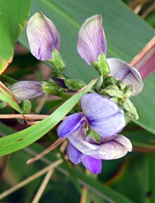 little flowers on vines in the rain forest