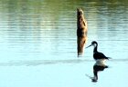black necked stilt in vieques
