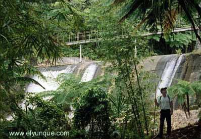 Robin Phillips in the rainforest on a hike River Icacos dam