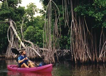 Kayaking in the mangrove canal