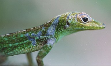 anole lizard