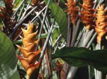 Heliconias are a rain forest flower . These are native to Puerto Rico