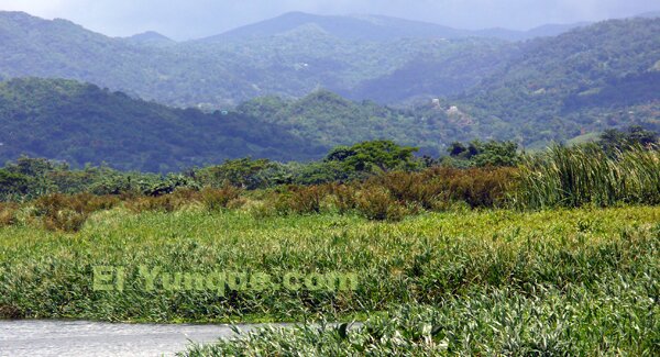 Puerto Rican marshes