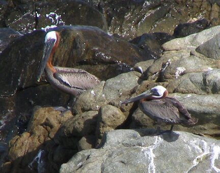 two brown pelicans on rocks 