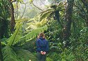 puerto rico photo of dwarf forest