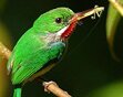 birds of puerto rico