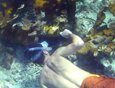 snorkel the coral reefs