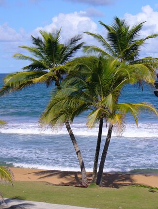 coconut trees from the balcony window