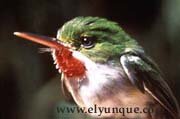 San Pedrito or tody